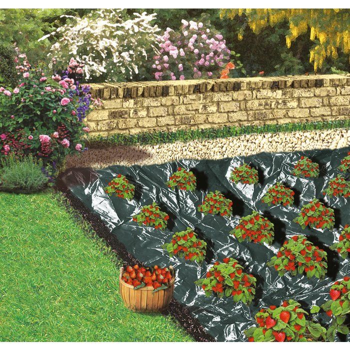 Film de paillage - Capvert - 10 x 1,4 m